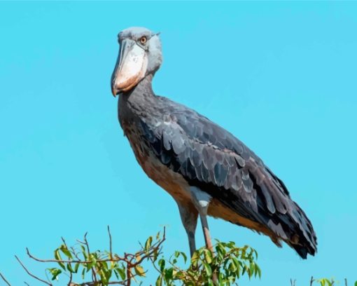 Shoebill On Tree Diamond Painting