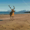 Stag On A Beach Landscape Diamond Paintings