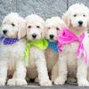 White Goldendoodle Puppies Diamond Painting