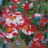 Wild Camellias Diamond Paintings