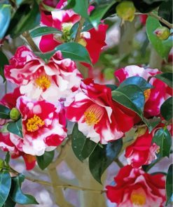 Wild Camellias Diamond Painting