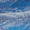 Winter Aspen Trees Forest Diamond Paintings