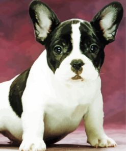 Black And White French Bulldog Pet Diamond Painting