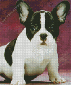 Black And White French Bulldog Pet Diamond Paintings