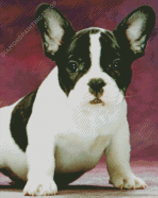 Black And White French Bulldog Pet Diamond Paintings