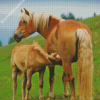 Haflinger Horse Mother And Baby Diamond Paintings