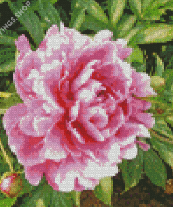 Cool Common Peony Diamond Paintings