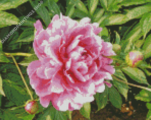 Cool Common Peony Diamond Paintings