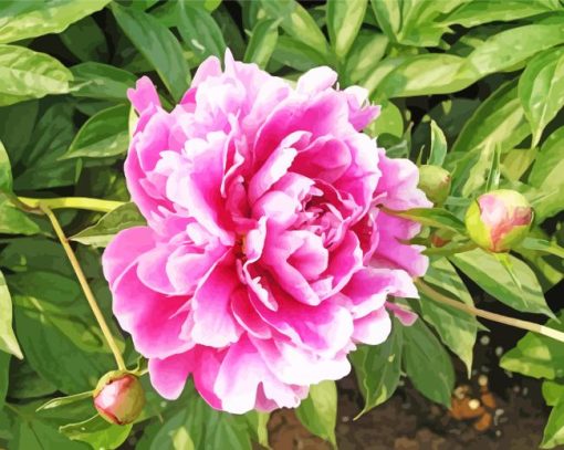 Cool Common Peony Diamond Painting