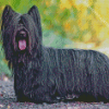 Black Skye Terrier Diamond Painting