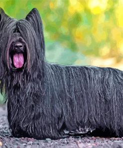 Black Skye Terrier Diamond Painting