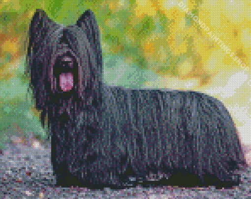 Black Skye Terrier Diamond Painting