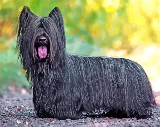 Black Skye Terrier Diamond Painting