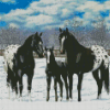 Black Appaloosa Family Diamond Painting