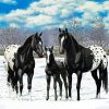 Black Appaloosa Family Diamond Painting