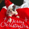 Christmas Boston Terrier Puppy diamond painting