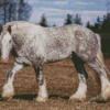 Shire Horse Alla Berlezova Diamond Painting