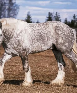 Shire Horse Alla Berlezova Diamond Painting