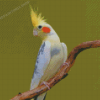 Cockatiel Parrot Diamond Painting