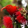 Red Kauai Bird Diamond Painting