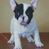 Black and white French bulldog Diamond By Numbers