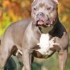 American bully Diamond Dotz