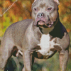 American bully Diamond Dotz