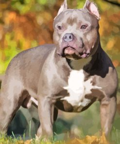 American bully Diamond Dotz