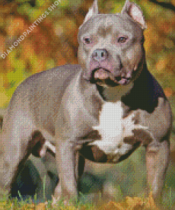 American bully Diamond Dotz