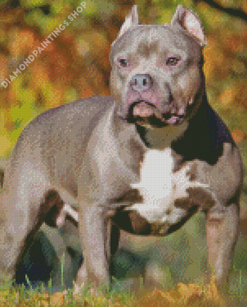 American bully Diamond Dotz