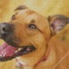 Beige Mountain Cur Diamond With Numbers