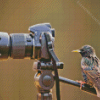 Bird look at camera Diamond Paintings