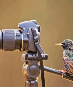 Bird look at camera Diamond Paintings