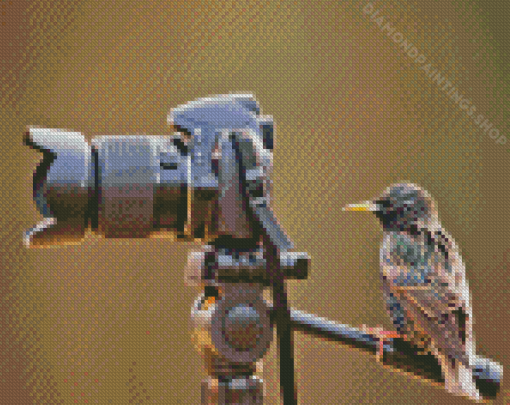 Bird look at camera Diamond Paintings