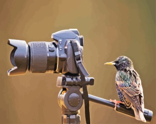 Bird look at camera Diamond Paintings