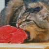 Cat eating meat Diamond Paintings