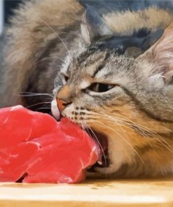 Cat eating meat Diamond Paintings