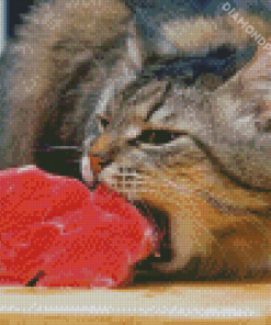 Cat eating meat Diamond Paintings