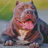 Cool American bully Diamond Dotz