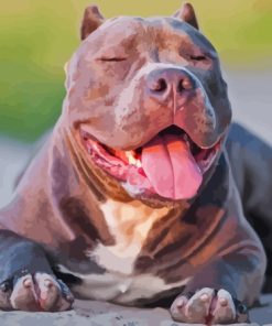 Cool American bully Diamond Dotz