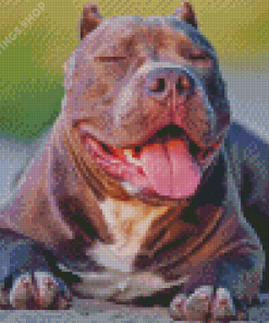 Cool American bully Diamond Dotz