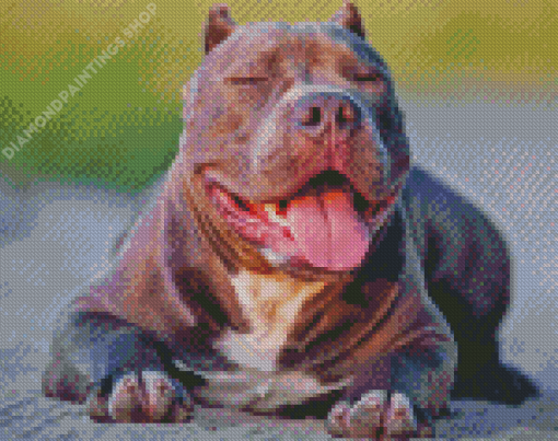 Cool American bully Diamond Dotz