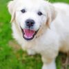 Cute Cream retriever Diamond With Numbers