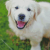 Cute Cream retriever Diamond With Numbers