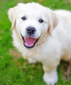 Cute Cream retriever Diamond With Numbers