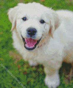 Cute Cream retriever Diamond With Numbers