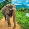 Elephant in Thailand Diamond Dotz