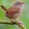 English wren on stick Diamond Paintings