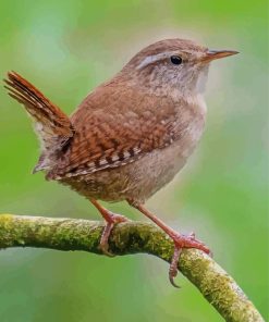 English wren on stick Diamond Paintings