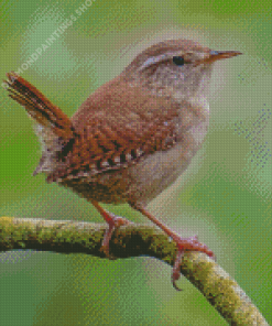 English wren on stick Diamond Paintings